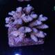 Acropora Bifaria (Grade A)