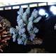 Acropora Bifaria (Homewrecker)