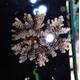 Acropora spp. (Maricultured) (Premium)
