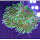 Euphyllia cristata (Ultra Green)