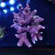 Acropora millepora (Hot Pink)