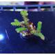Anacropora spp. (Green Goblin) (frag) 1