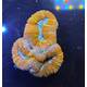 Lobophyllia sp Orange Red