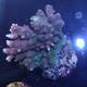 Acropora Hyacinthus