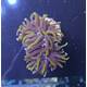 Euphyllia Glabrescens Golden Torch 2