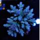 Acropora tenuis Blueisch