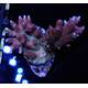 Acropora Hyacinthus (Red Planet)