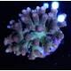 Acropora Millepora Rainbow M