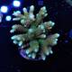 Acropora Millepora Rainbow