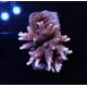 Acropora hyacinthus (Ultra)