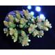 Acropora millepora (Sunset Yellow-Green)