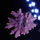 Acropora Millepora Red-Pink 1