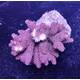 Acropora Millepora Red-Pink