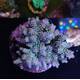 Acropora sp 21