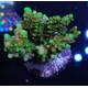 Acropora sp 22