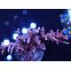 Acropora sp 25