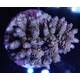 Acropora sp 4