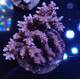 Acropora sp 6