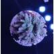 Acropora sp 8