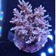 Acropora sp 15