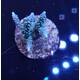 Acropora sp 16