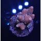 Acropora sp 32
