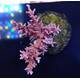 Acropora sp 39