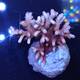 Acropora sp 46