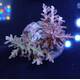 Acropora sp 50