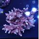Acropora sp 51