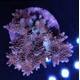 Acropora sp 54