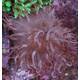 Macrodactyla Gigantea  Long Tentacle Anemone
