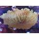 Heteractis Malu Yellow  Sand Anemone 1