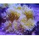 Heteractis Malu Yellow  Sand Anemone