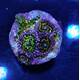 Zoanthus spp. (Stratosphere) (2 Polyps)