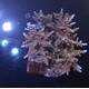 Acropora sp 5