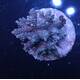 Acropora sp 8