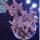 Acropora sp 29