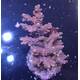 Acropora sp 31