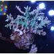 Acropora sp 37