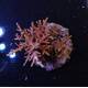 Acropora sp 40