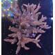 Acropora sp 41