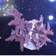Acropora sp 42