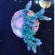 Acropora sp 50