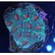 Favia spp. (Red) (Premium) 1