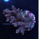 Acropora Millepora Rainbow 1
