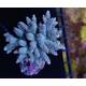Acropora Tenuis (Greenish)