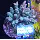 Acropora Tenuis