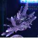 Acropora Blue 1