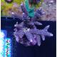 Acropora Blue 2